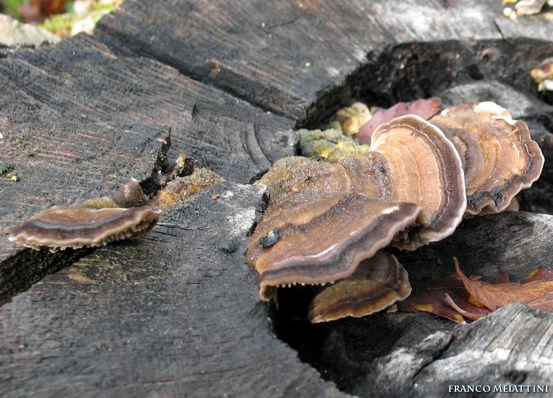 Trametes (Trametes versicolor)